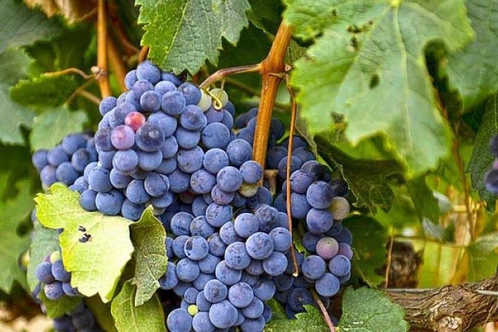 Cape Town Winelands Private Full-Day Tasting Tour — Stellenbosch, Paarl & Franschhoek photo 2