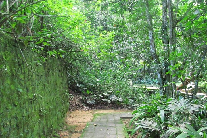 Jeep Tour to Tijuca Forest: Vista Chinesa & Atlantic Forest Wildlife photo 1
