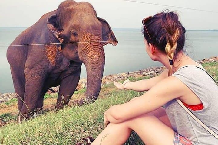Udawalawe National Park Jeep Safari From Bentota: Guaranteed Elephant Sightings