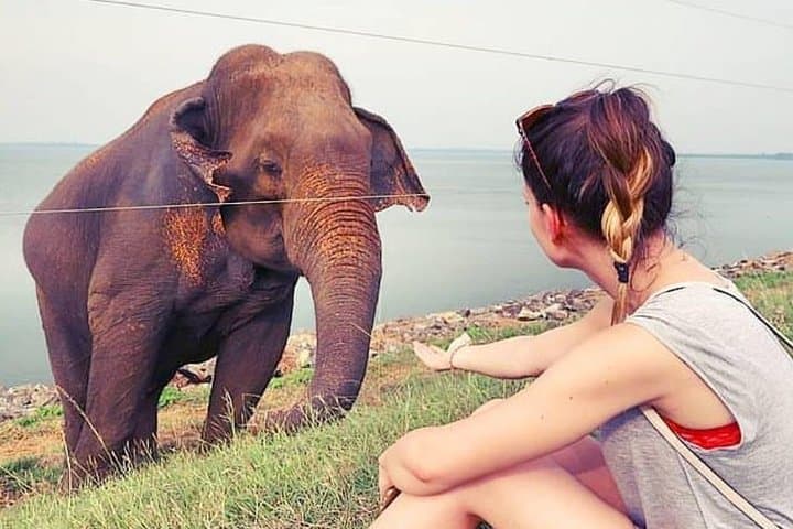 Udawalawe National Park Safari: Guaranteed Elephant Sightings from Kalutara, Bentota & Hikkaduwa photo 2
