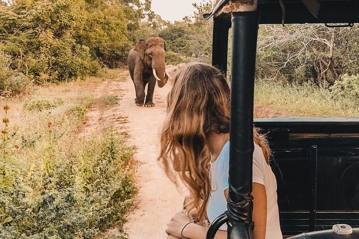 Udawalawe National Park Safari: Guaranteed Elephant Sightings from Kalutara, Bentota & Hikkaduwa photo 3