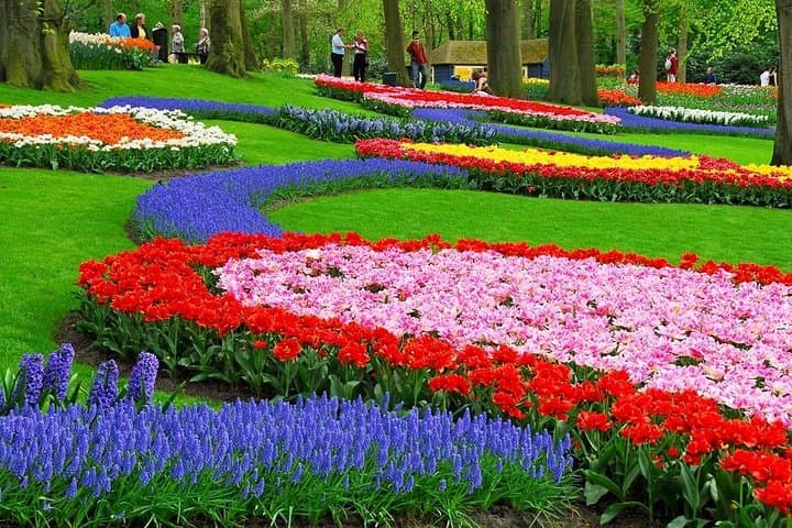 Keukenhof Tulips & Zaanse Schans Windmills Day Tour from Amsterdam photo 2
