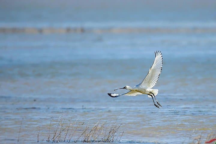 Full-Day Birdwatching at Nanji Hill, Poyang Lake — Day Trip from Nanchang