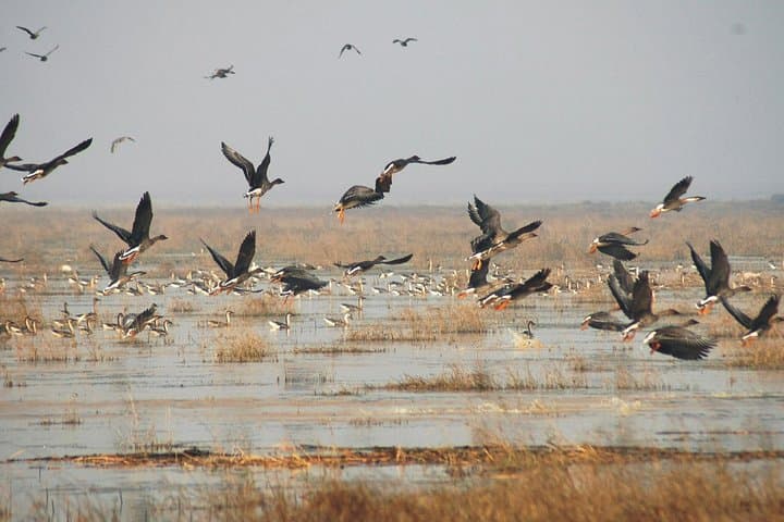 Full-Day Birdwatching at Nanji Hill, Poyang Lake — Day Trip from Nanchang photo 2