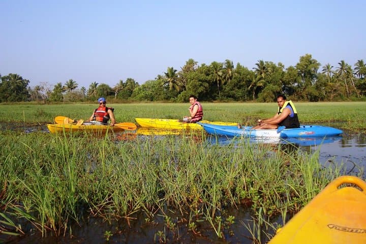 Kayaking the Sal Backwaters: Goa Mangroves, Lotus & Birdwatching