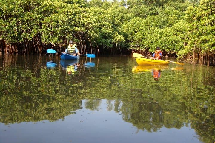 Kayaking the Sal Backwaters: Goa Mangroves, Lotus & Birdwatching photo 2
