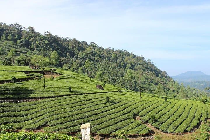 Full-Day Munnar Tea Country Tour: Mattupetty, Top Station & Kurinjimala Sanctuary
