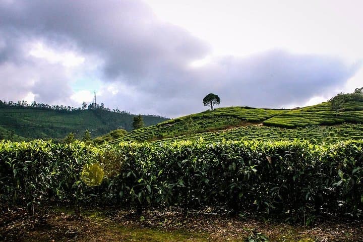 Full-Day Munnar Tea Country Tour: Mattupetty, Top Station & Kurinjimala Sanctuary photo 2