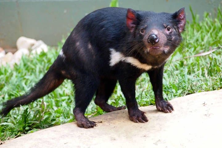 Kuranda Rainforest Day Tour: Rainforestation, Wildlife & Pamagirri Aboriginal Experience photo 4