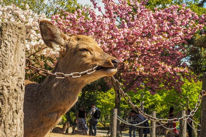 Private Osaka to Nara Day Trip: Personalized Nara Walking Tour