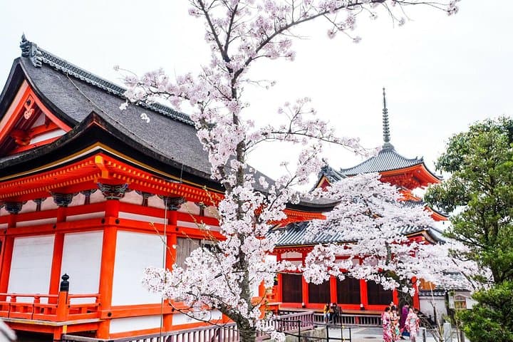 Kyoto Cherry Blossom Hanami: Private Sakura Tour & Secret Picnic Spots photo 1