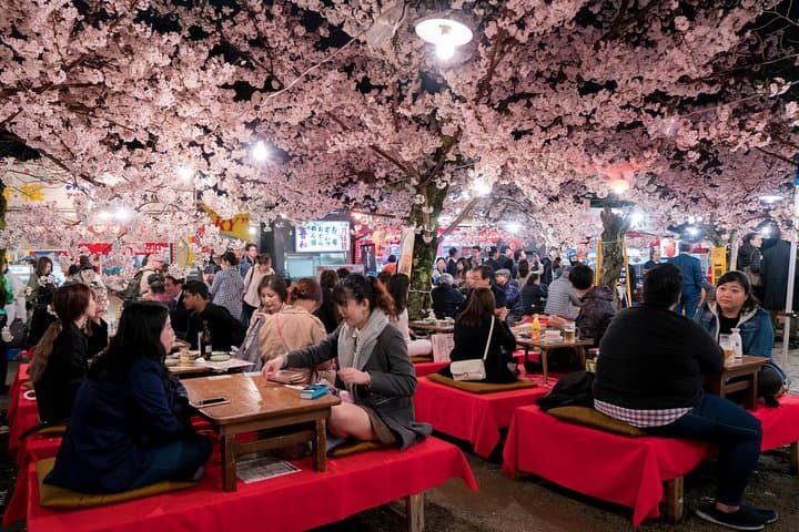 Kyoto Cherry Blossom Hanami: Private Sakura Tour & Secret Picnic Spots photo 2