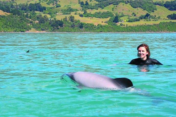 Swim with Hector’s Dolphins: Akaroa Day Trip from Christchurch