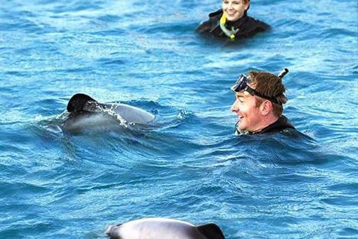 Swim with Hector’s Dolphins: Akaroa Day Trip from Christchurch photo 3