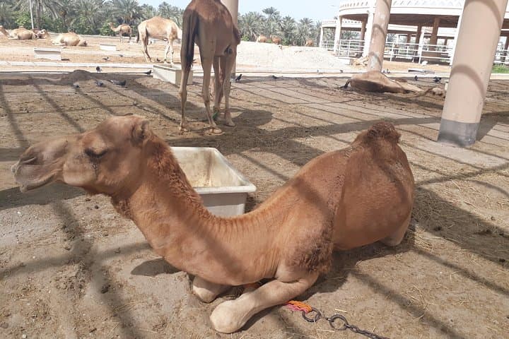 Private City Tour & Sightseeing in Bahrain — Manama Mosque, Museum, Fort & Camel Farm photo 3