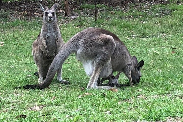 Private Blue Mountains Tour with Local Storytellers — Three Sisters & Featherdale photo 5