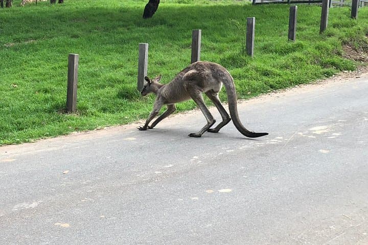 Private Blue Mountains Tour with Local Storytellers — Three Sisters & Featherdale photo 4