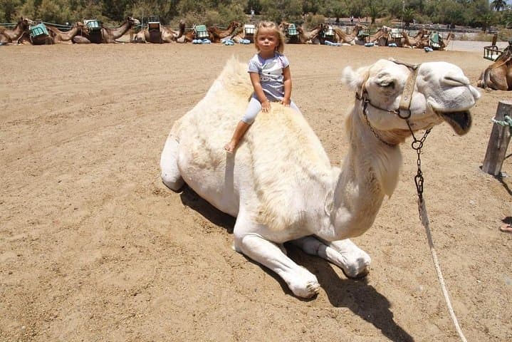 Camel Rides Across the Maspalomas Dunes: 30-Minute Camel Trek in Gran Canaria photo 4