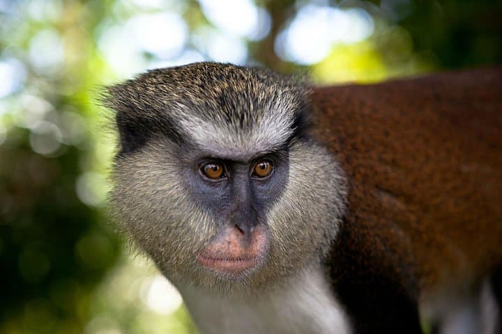 Best of Grenada: Spice Estates, Grand Etang & Annandale Falls Day Tour photo 3