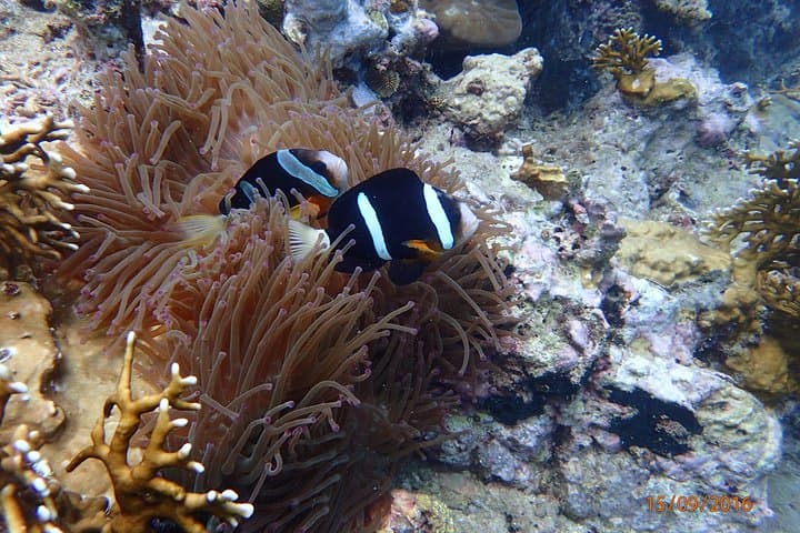 Snorkeling Mun Island, Nha Trang — Coral Reefs, Boat Decks & Practical Tips photo 2