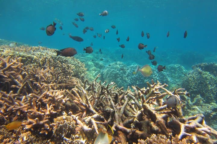 Snorkeling Mun Island, Nha Trang — Coral Reefs, Boat Decks & Practical Tips photo 3