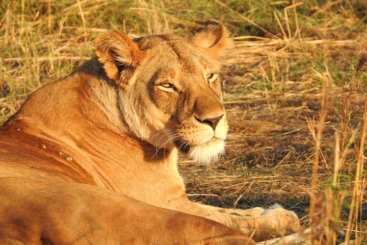 Tarangire Day Trip from Arusha — Baobabs, Elephants & Dry-Season Bullseyes photo 4