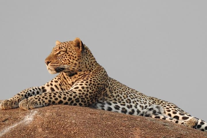 Tarangire Day Trip from Arusha — Baobabs, Elephants & Dry-Season Bullseyes photo 5