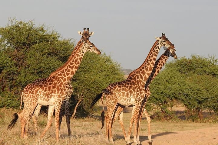 Tarangire Day Trip from Arusha — Baobabs, Elephants & Dry-Season Bullseyes photo 3
