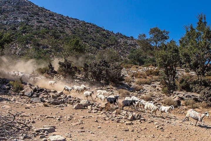 White Mountains Wine & Olive Oil Jeep Tour from Chania photo 4