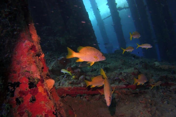 SSI Open Water Scuba Course in Curaçao: Learn to Dive on Caribbean Reefs photo 2