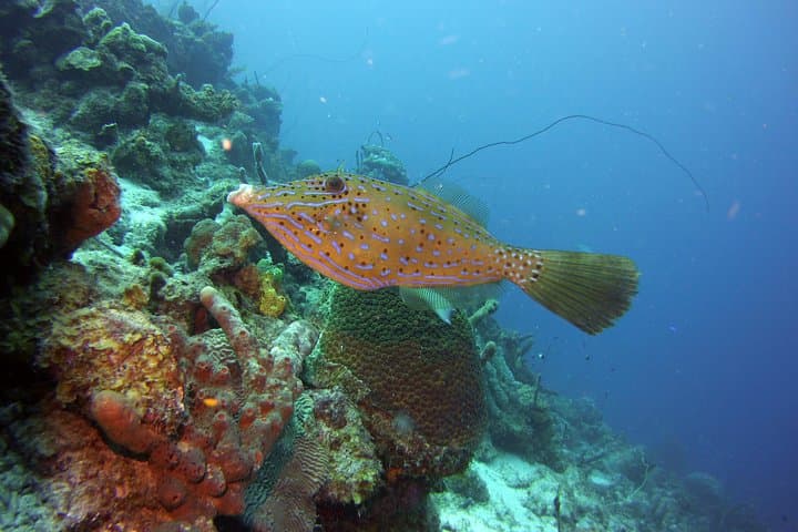 SSI Open Water Scuba Course in Curaçao: Learn to Dive on Caribbean Reefs photo 6