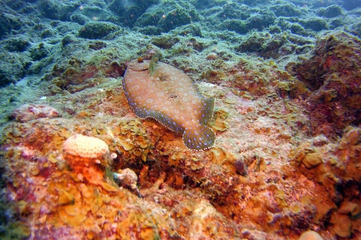 SSI Open Water Scuba Course in Curaçao: Learn to Dive on Caribbean Reefs photo 4