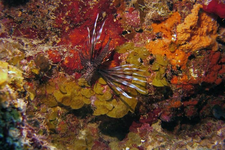 Certified Scuba Diving in Curaçao: Tugboat & Marie Pampoen Wreck Dives photo 5