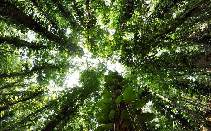Udawatta Kele Birdwatching Trek: Morning Hike Through Kandy's Ancient Forest photo 3