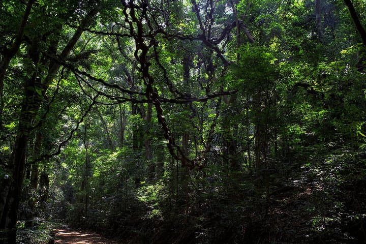 Udawatta Kele Birdwatching Trek: Morning Hike Through Kandy's Ancient Forest photo 4