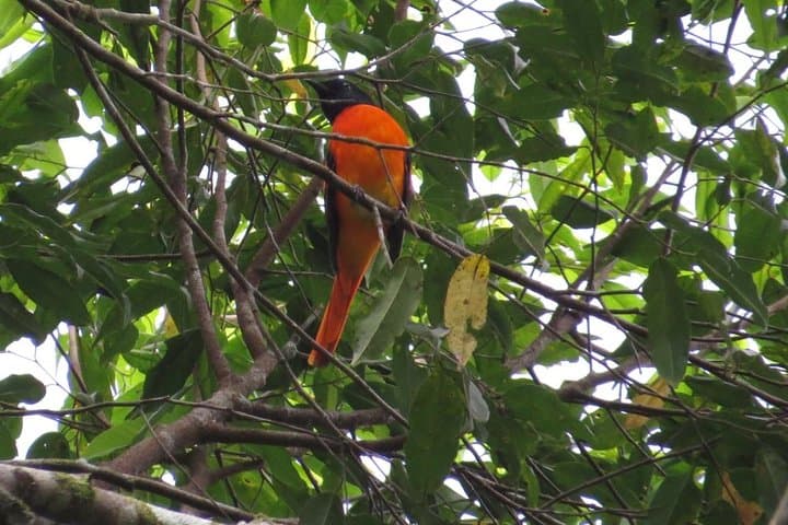 Kitulgala Birdwatching Forest Walk — Makandawa Reserve Half-Day Tour