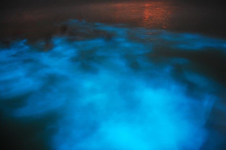 Rose Hall Haunted Night Tour & Luminous Lagoon Bioluminescence Cruise from Runaway Bay photo 4