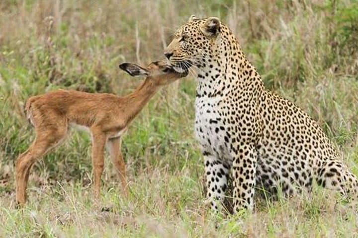Jhalana Leopard Jeep Safari and Overnight Jaipur Hotel Package