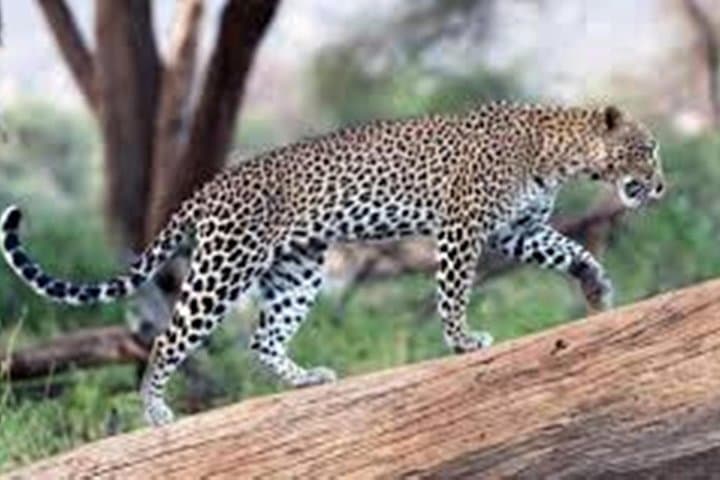 Jhalana Leopard Jeep Safari and Overnight Jaipur Hotel Package photo 2
