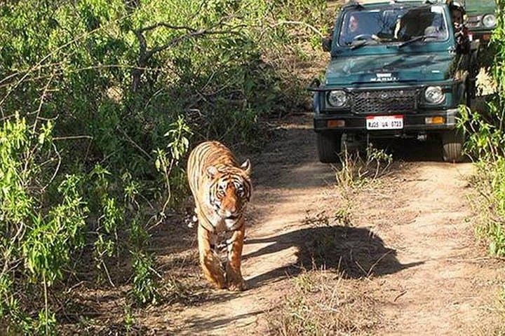 Day Safari at Sariska Tiger Reserve: Private Car Transfer and Gypsy Jungle Safari