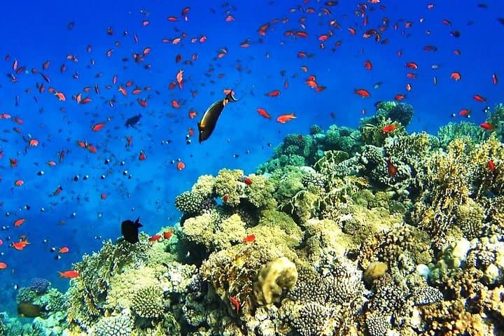 Snorkel Giftun Island: Red Sea Day Trip from Hurghada photo 2