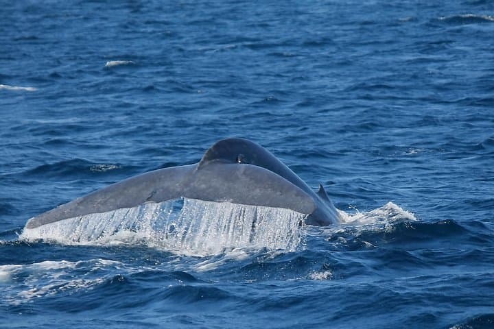 Chasing Blue Whales: Mirissa Day Trip From Colombo or Negombo