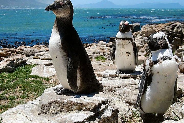 Cape Town 3-Day Experience: Helicopter Two-Oceans Flight, Cape Peninsula & Township Tour photo 6