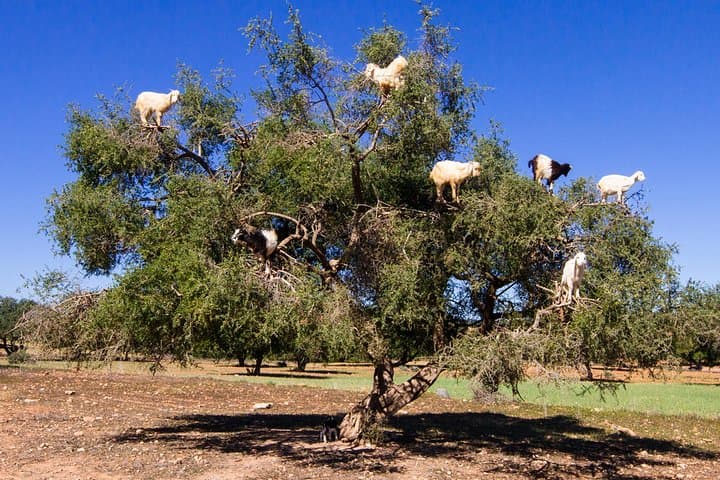 Essaouira Day Trip from Marrakech: Beaches, Medina & Argan Co-op photo 2