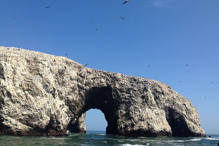 Lima to Huacachina, Ballestas Islands & Pisco Vineyard — Full-Day Wildlife and Dune Adventure photo 5