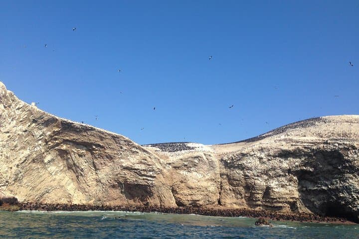 Lima to Huacachina, Ballestas Islands & Pisco Vineyard — Full-Day Wildlife and Dune Adventure photo 6