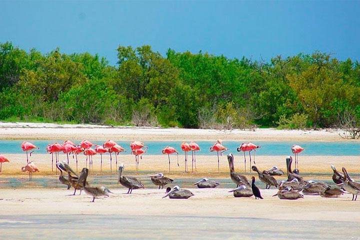 Holbox Island Private Day Tour from Riviera Maya & Cancun