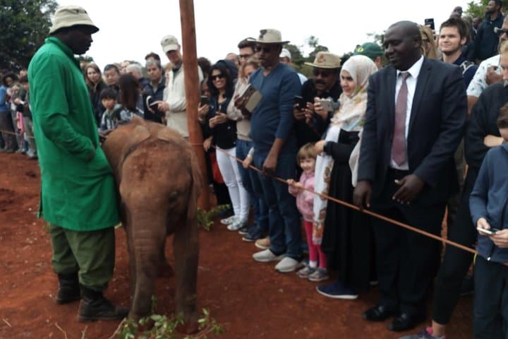 Half-Day Visit to David Sheldrick Elephant Orphanage in Nairobi