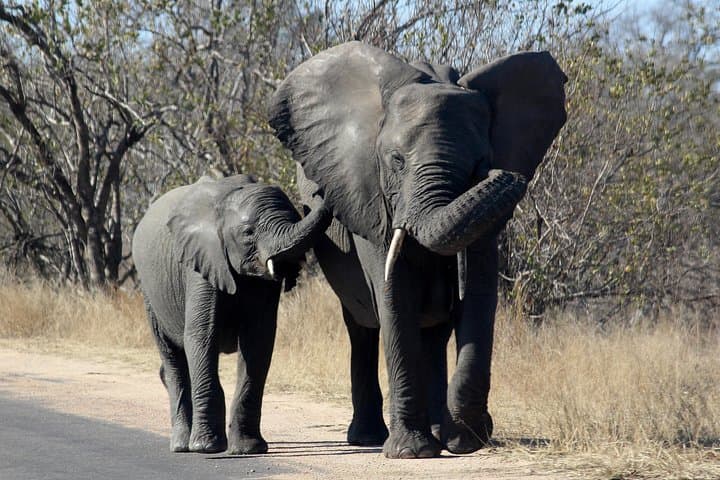 Kruger National Park One-Day Open-Vehicle Safari from Maputo — See the Big Five in a Day photo 2