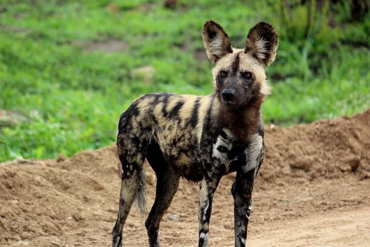 Kruger National Park One-Day Open-Vehicle Safari from Maputo — See the Big Five in a Day